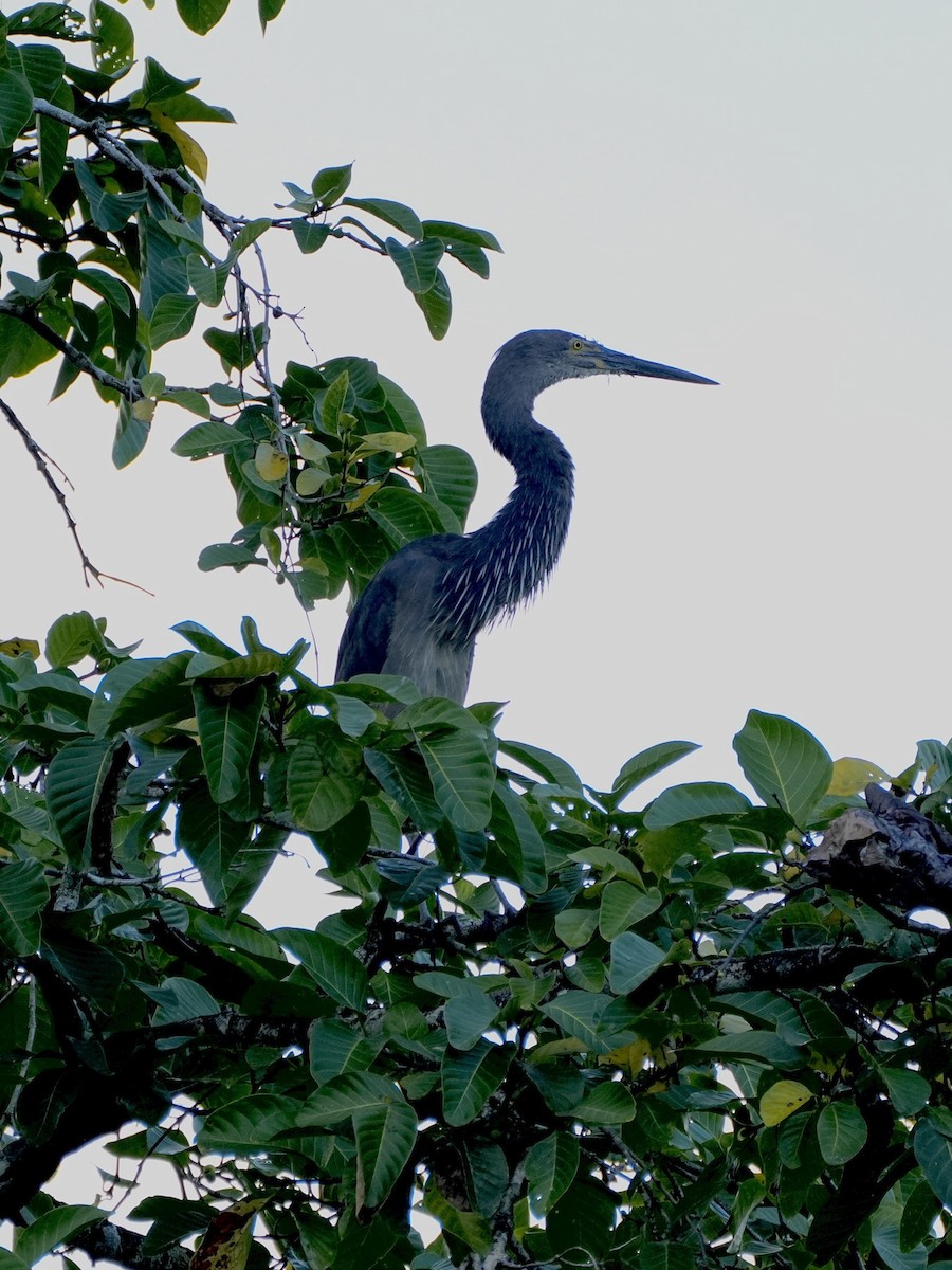 Garza de Sumatra - ML625337366