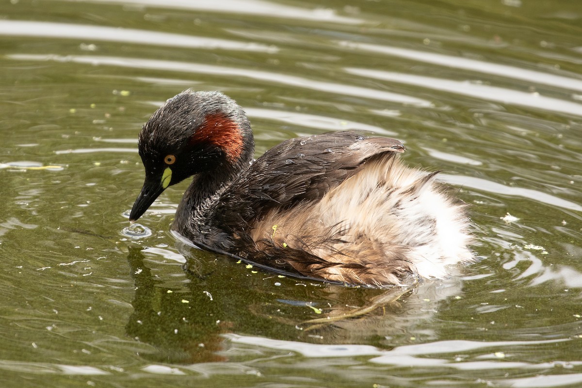 Australasian Grebe - ML625337403