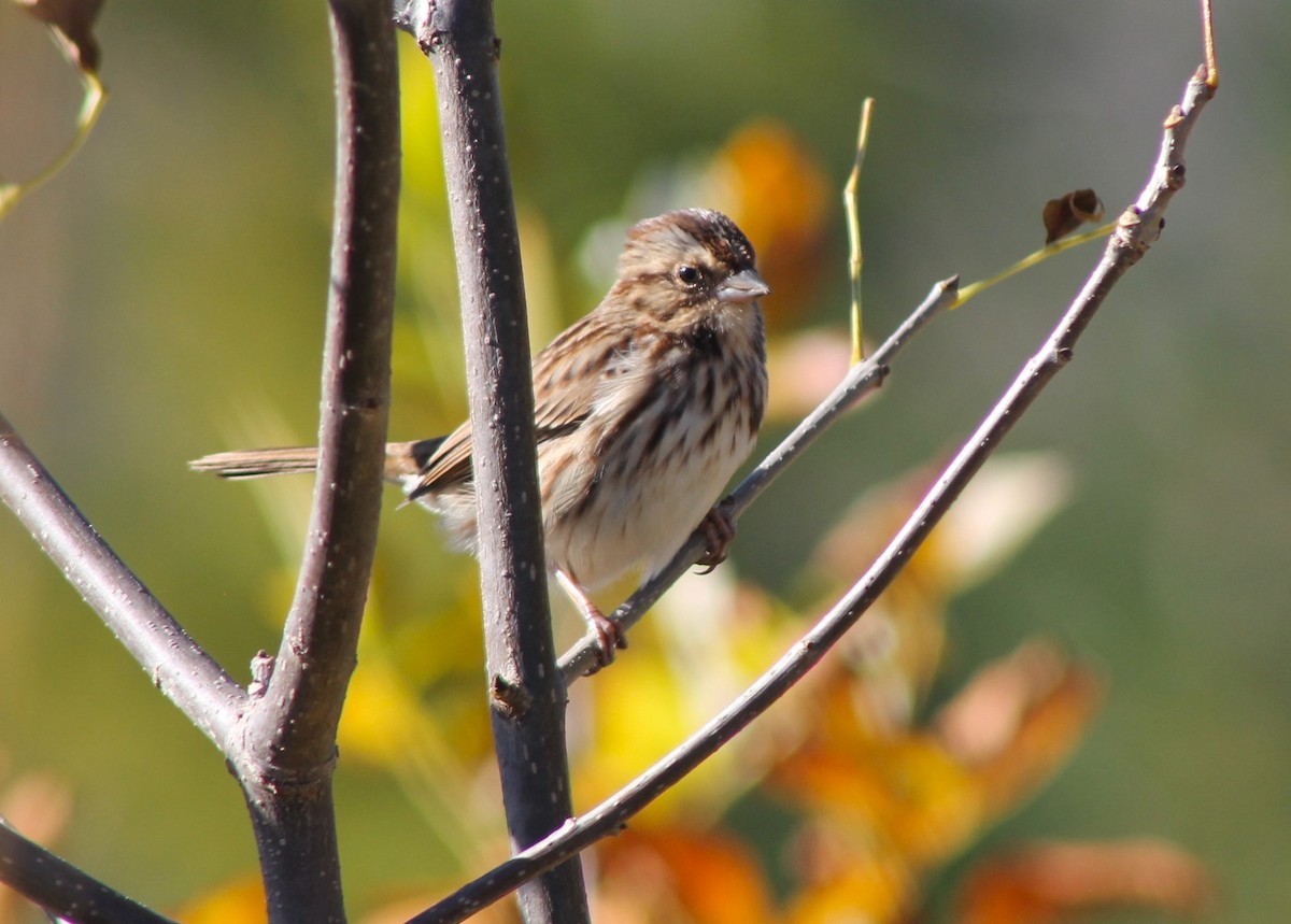 Song Sparrow - ML625337503