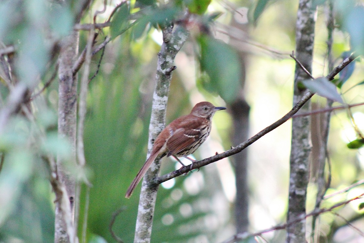 Brown Thrasher - ML625337540