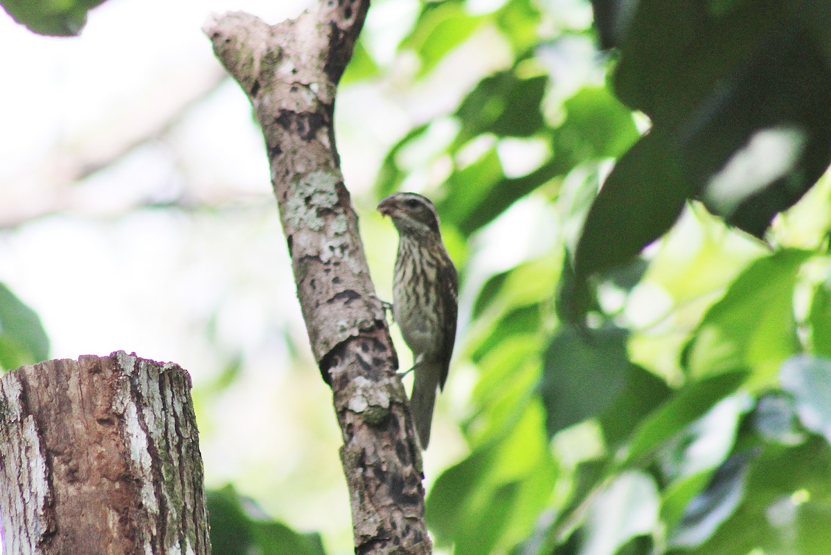 Rose-breasted Grosbeak - ML625337551