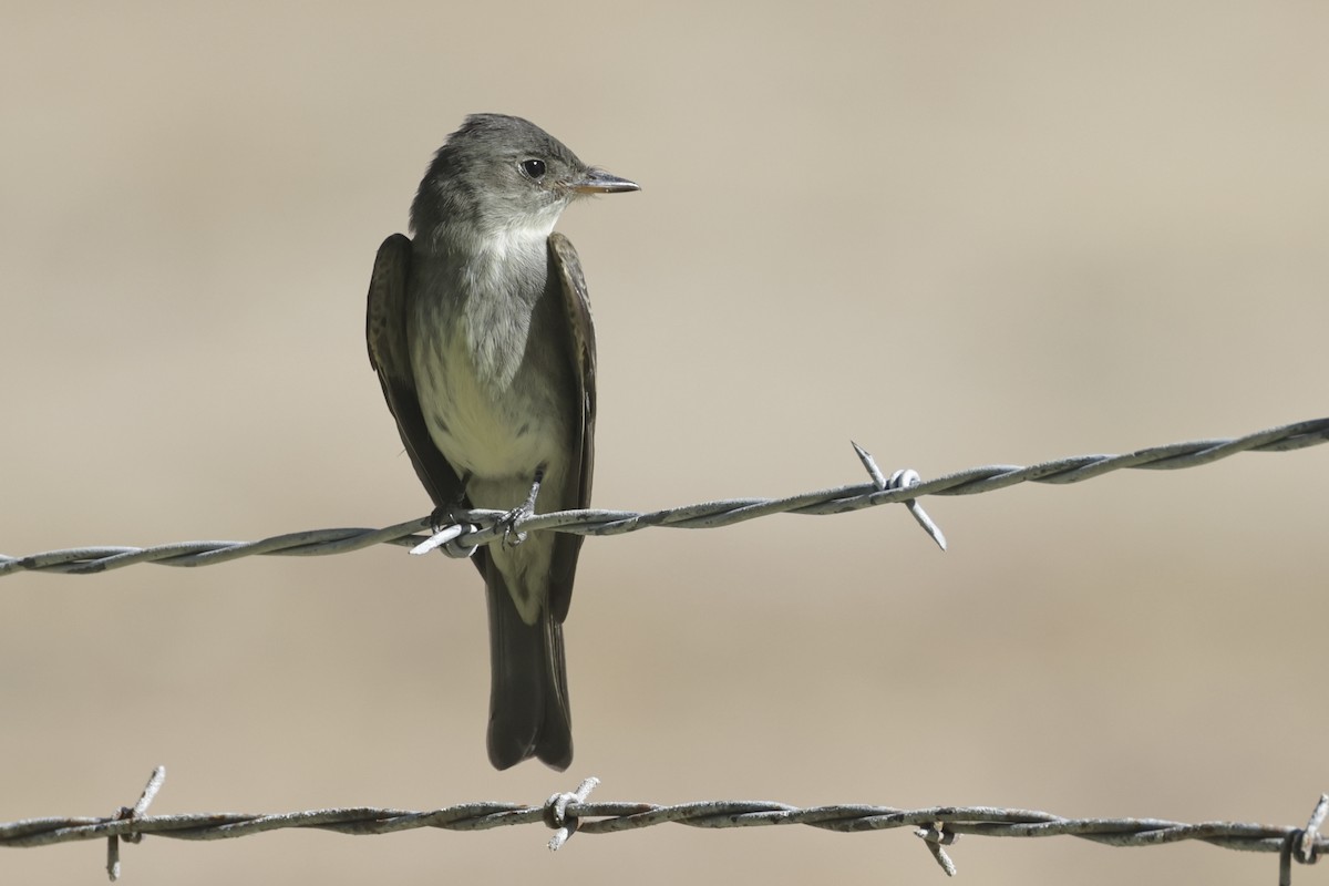 Western Wood-Pewee - ML625337662