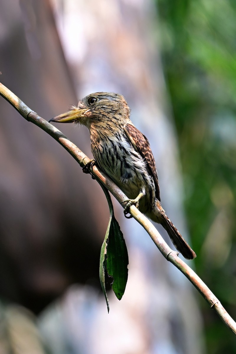 Western Striolated-Puffbird - ML625337697