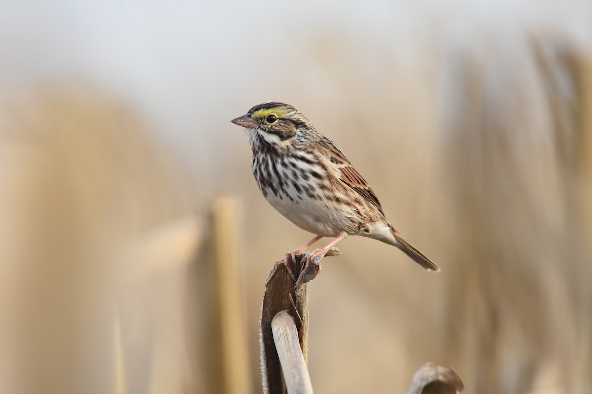 Savannah Sparrow - ML625337842