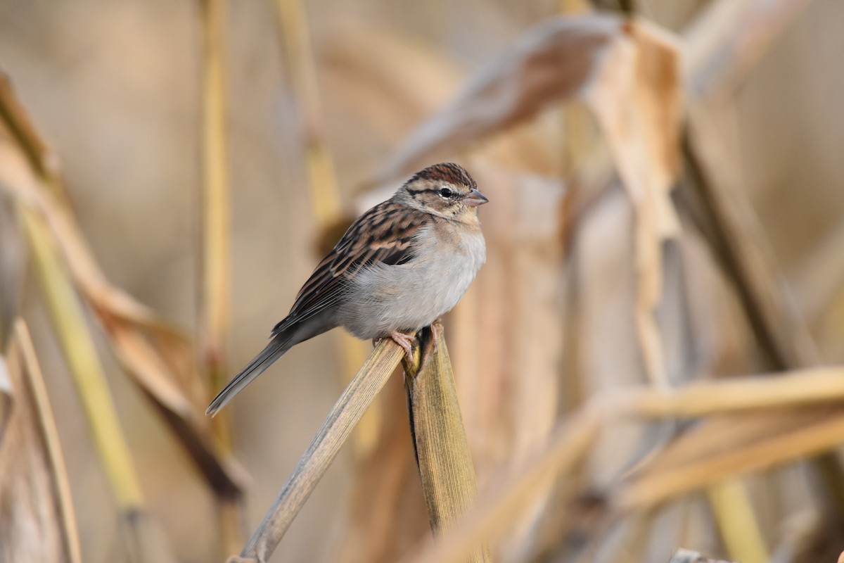 Chipping Sparrow - ML625337856