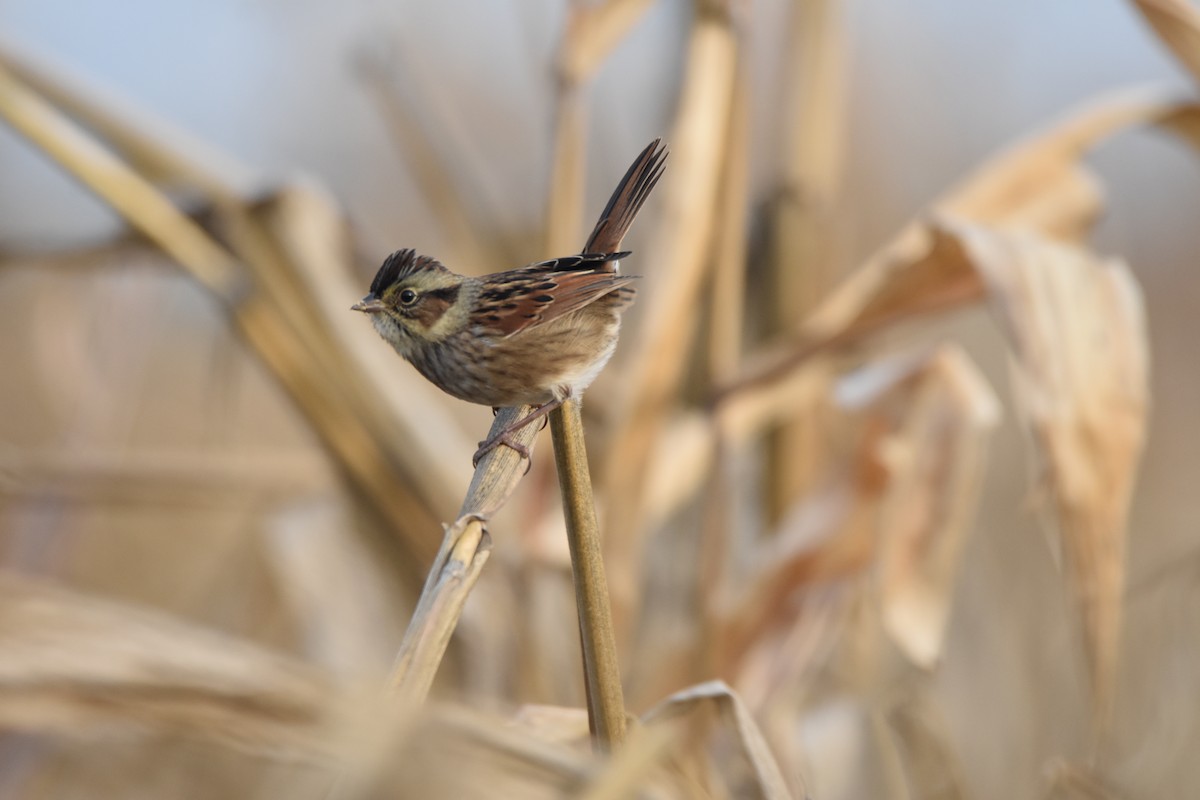 Swamp Sparrow - ML625337865