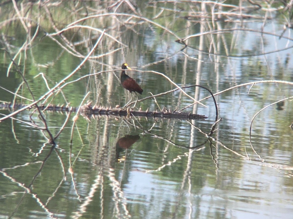 Northern Jacana - ML625337920