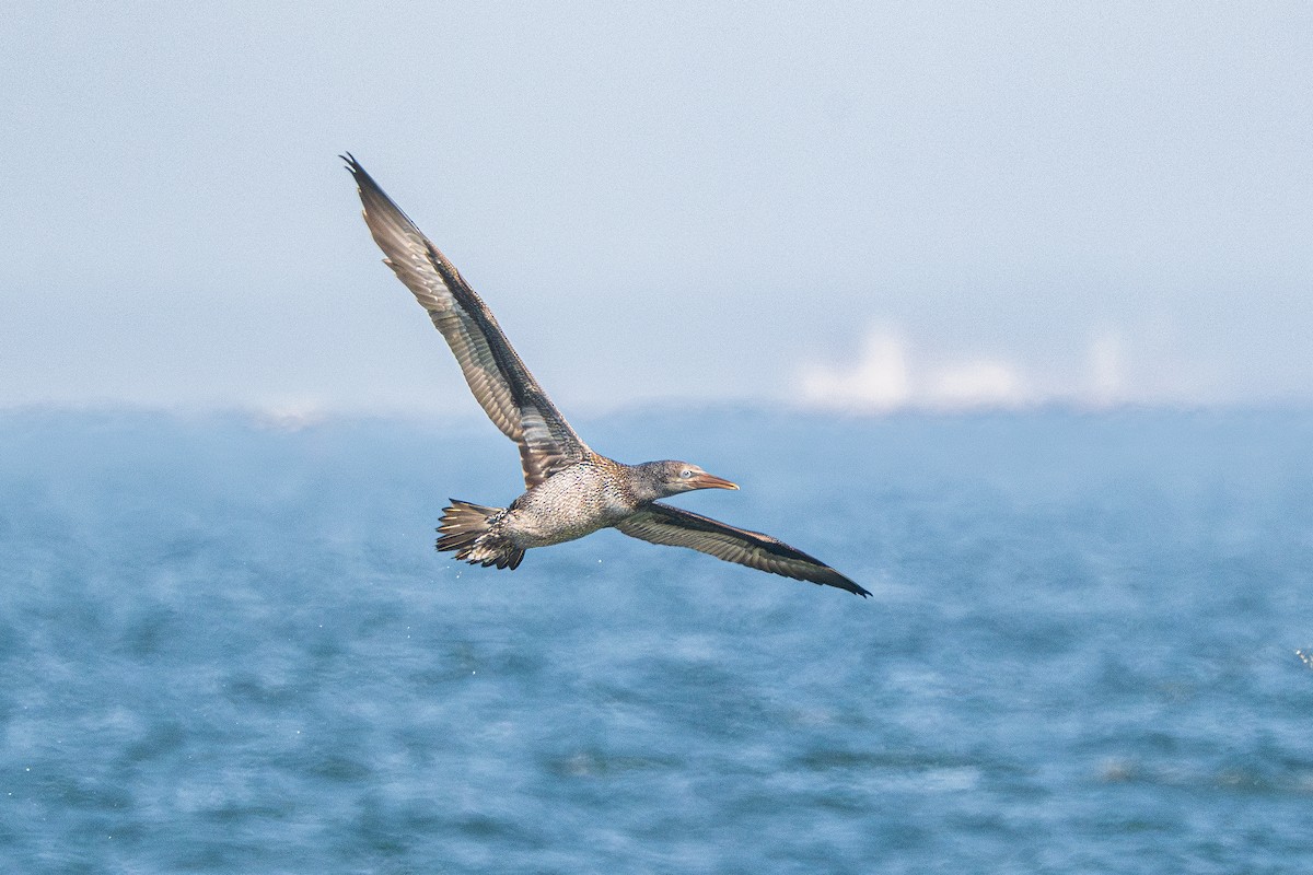 Northern Gannet - ML625338045