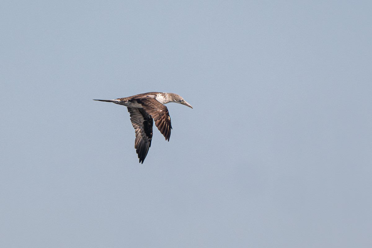 Northern Gannet - ML625338046