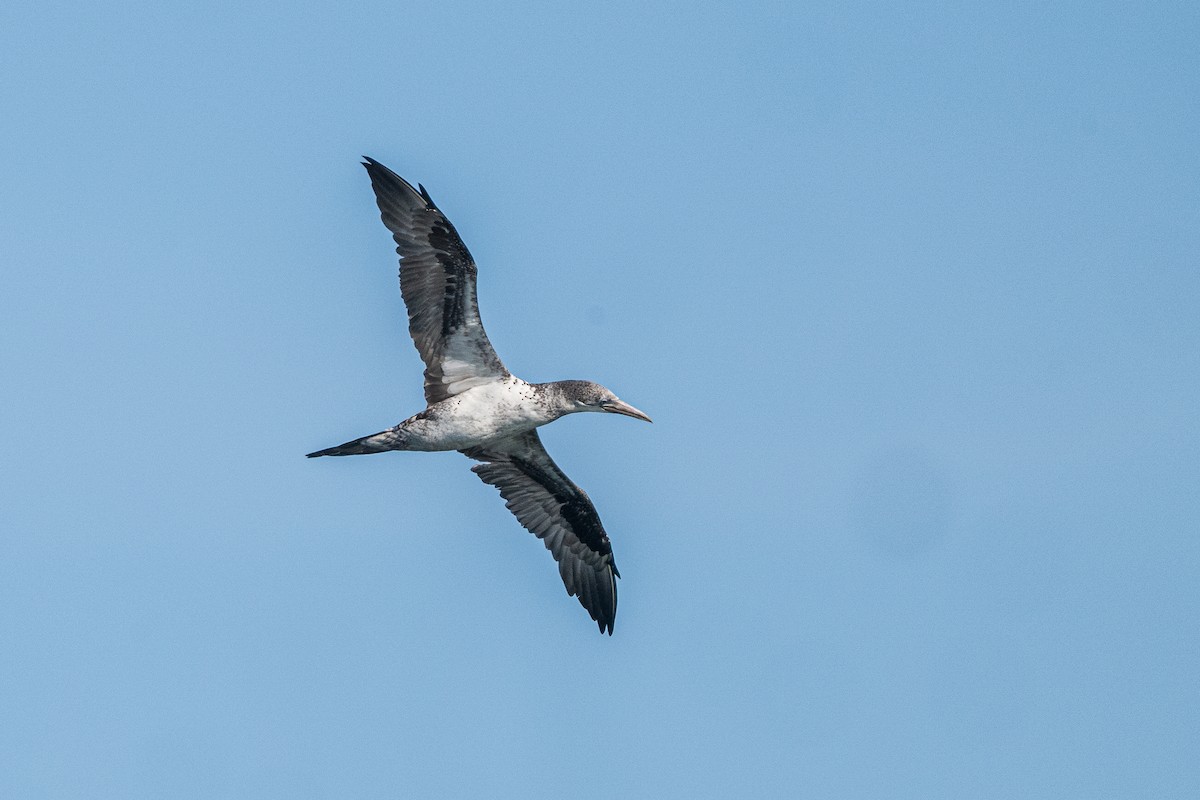 Northern Gannet - ML625338047