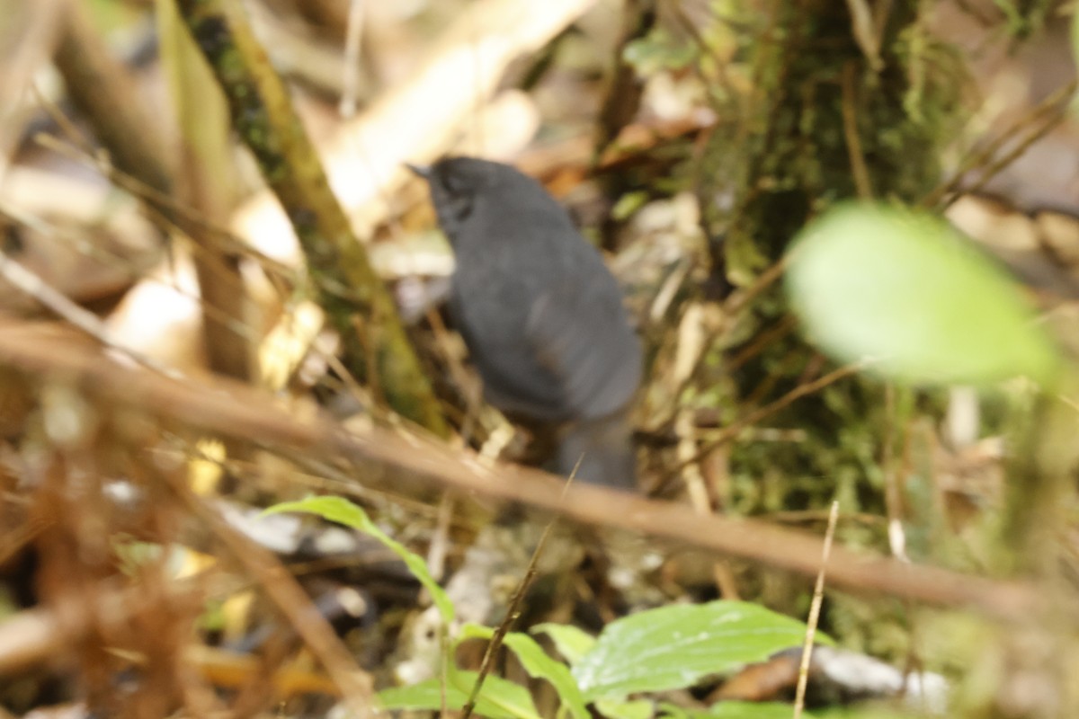 Utcubamba Tapaculo - ML625338174