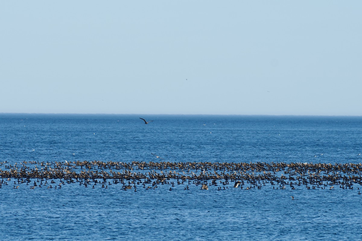 Double-crested Cormorant - ML625338356