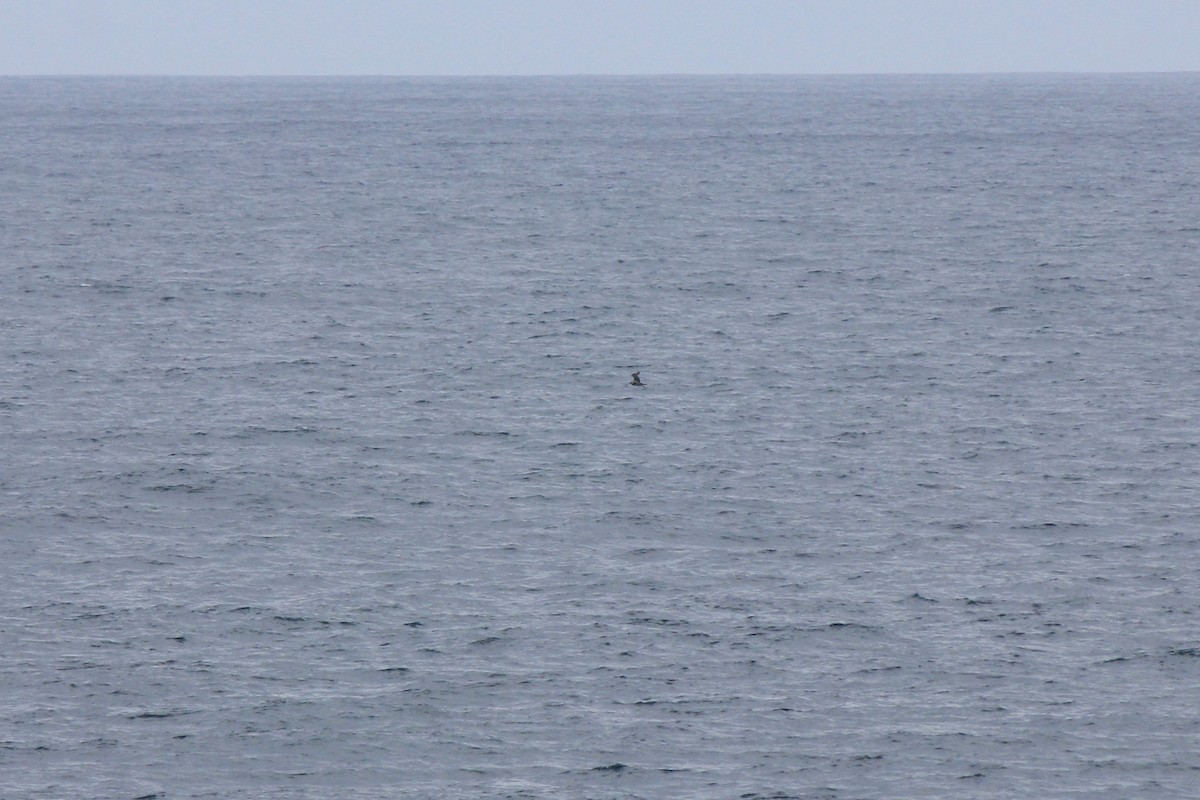 Parasitic Jaeger - Scott Wieman