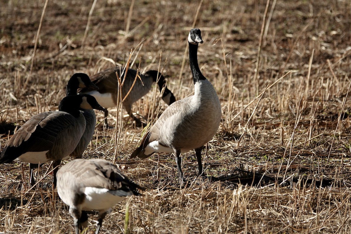 Canada Goose - ML625338420