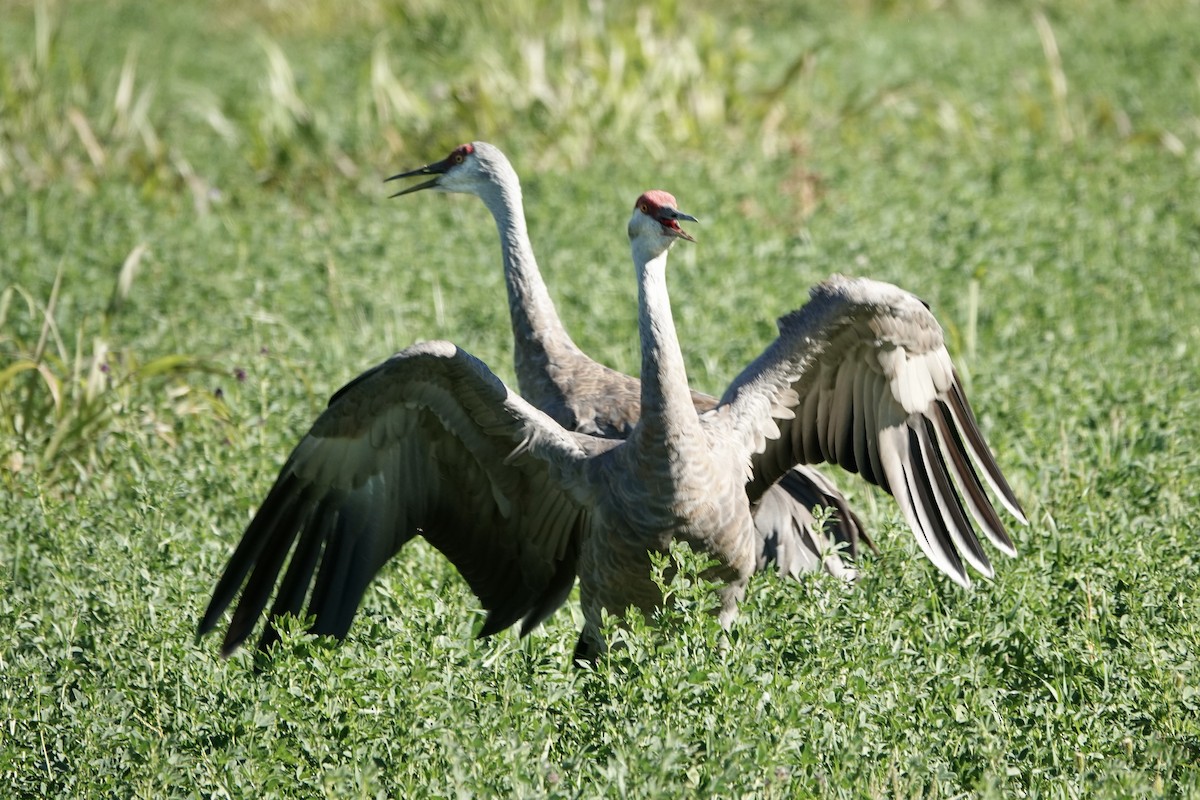 Sandhill Crane - ML625338427