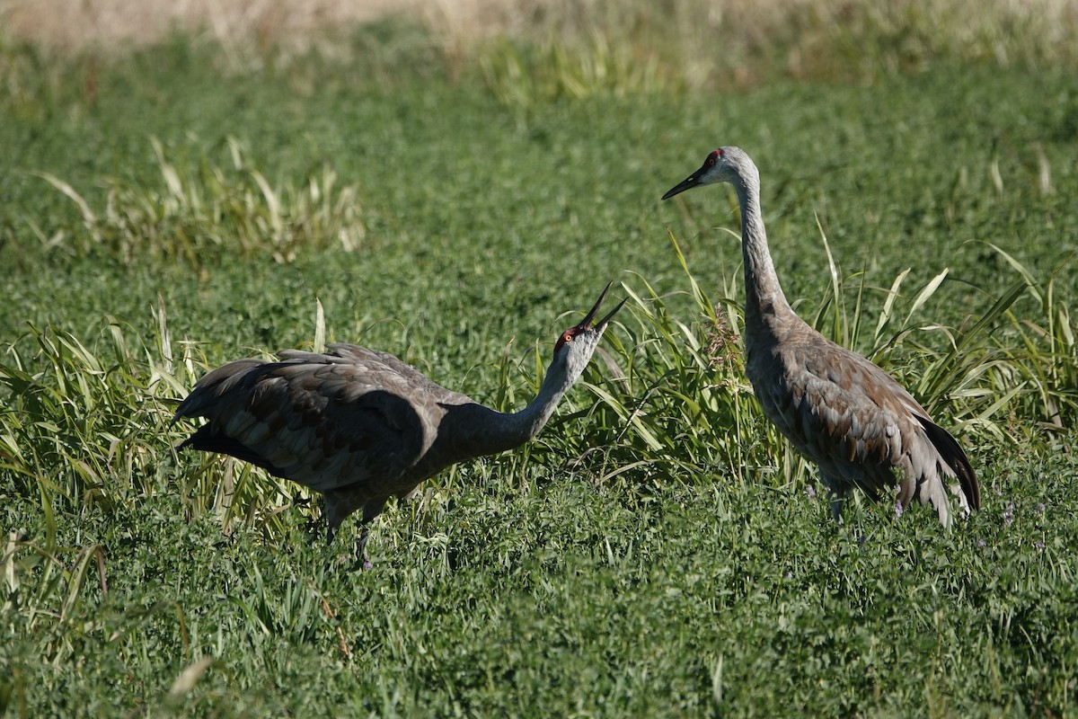 Sandhill Crane - ML625338434