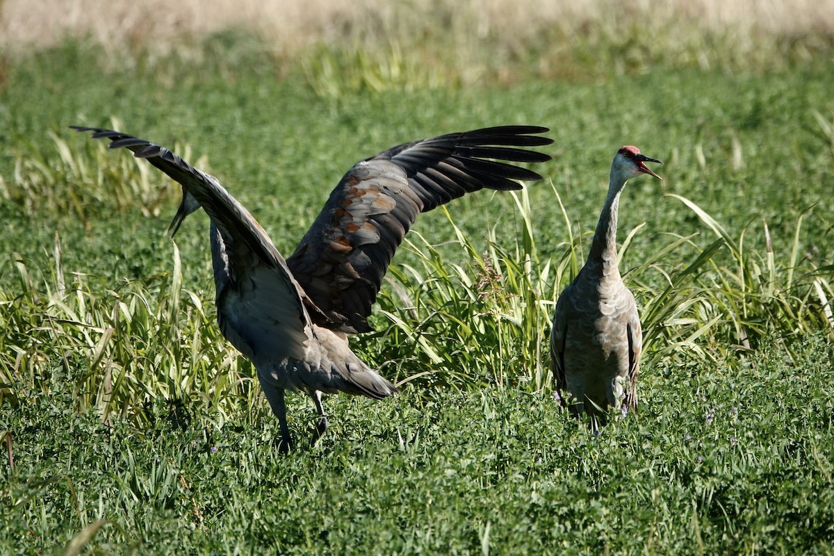 Sandhill Crane - ML625338443