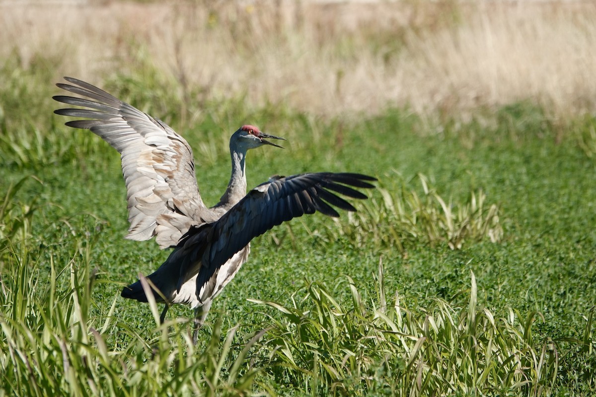 Sandhill Crane - ML625338450