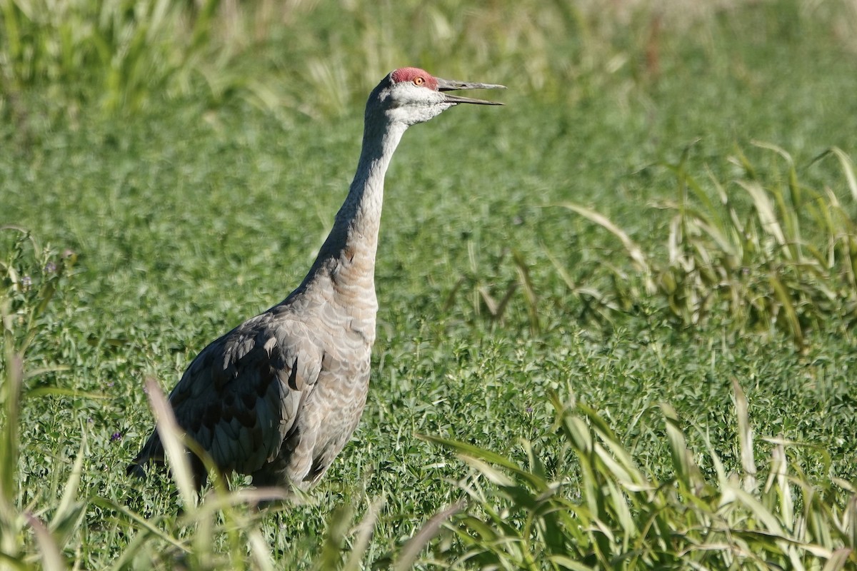 Sandhill Crane - ML625338458
