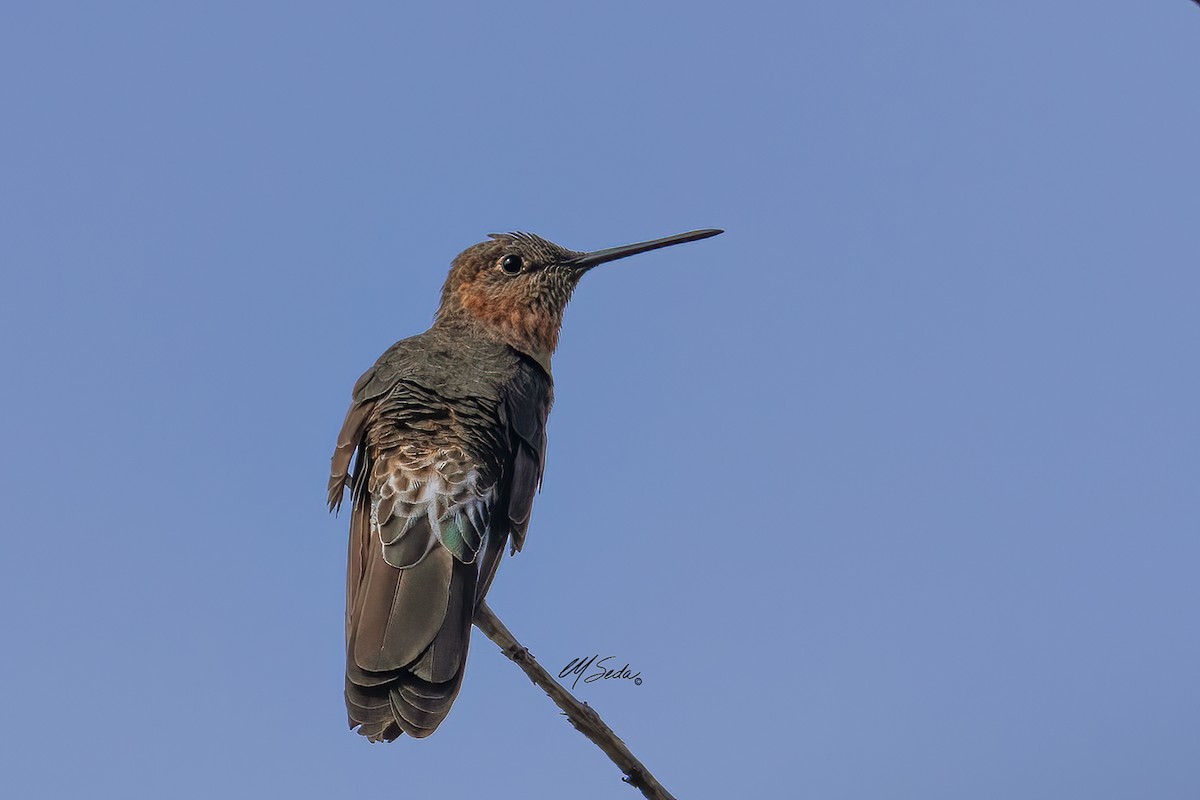 Colibri géant - ML625338544