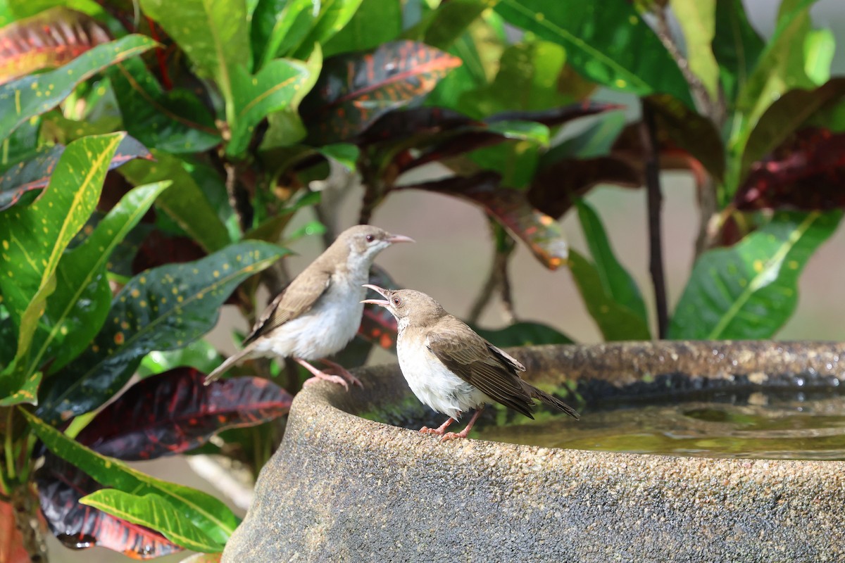 Brown-backed Honeyeater - ML625338577