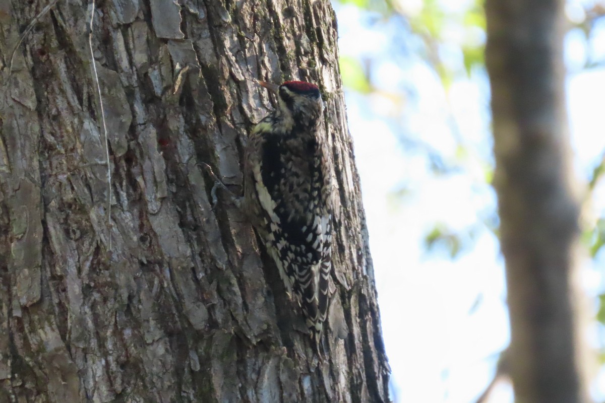 Yellow-bellied Sapsucker - ML625338693