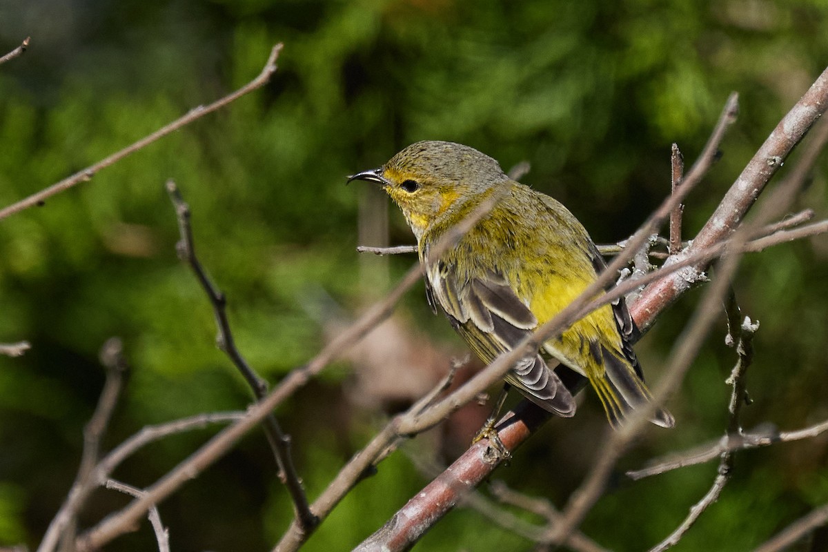 Cape May Warbler - ML625338774