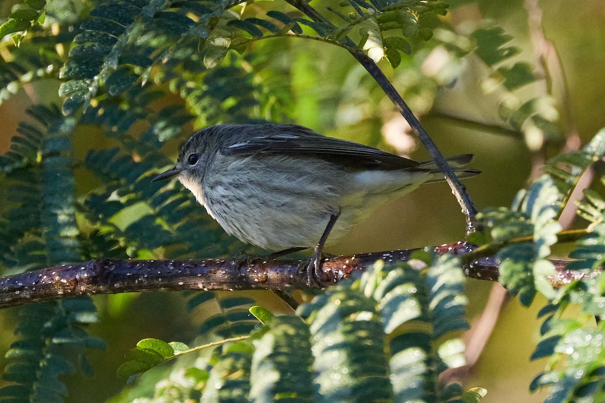 Cape May Warbler - ML625338775