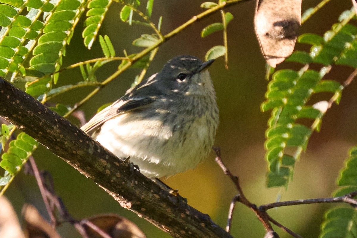 Cape May Warbler - ML625338776