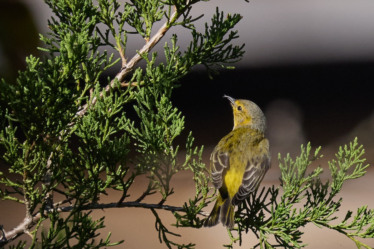 Cape May Warbler - ML625338777