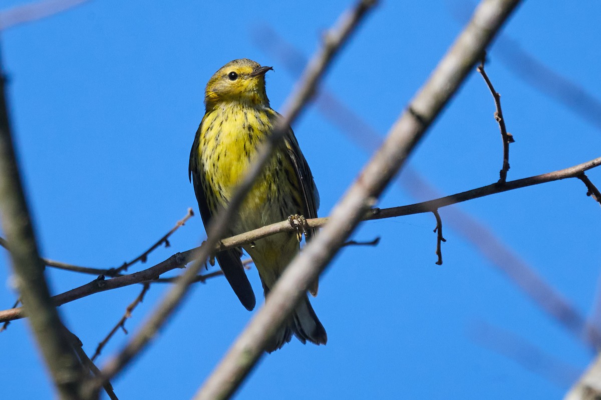 Cape May Warbler - ML625338778