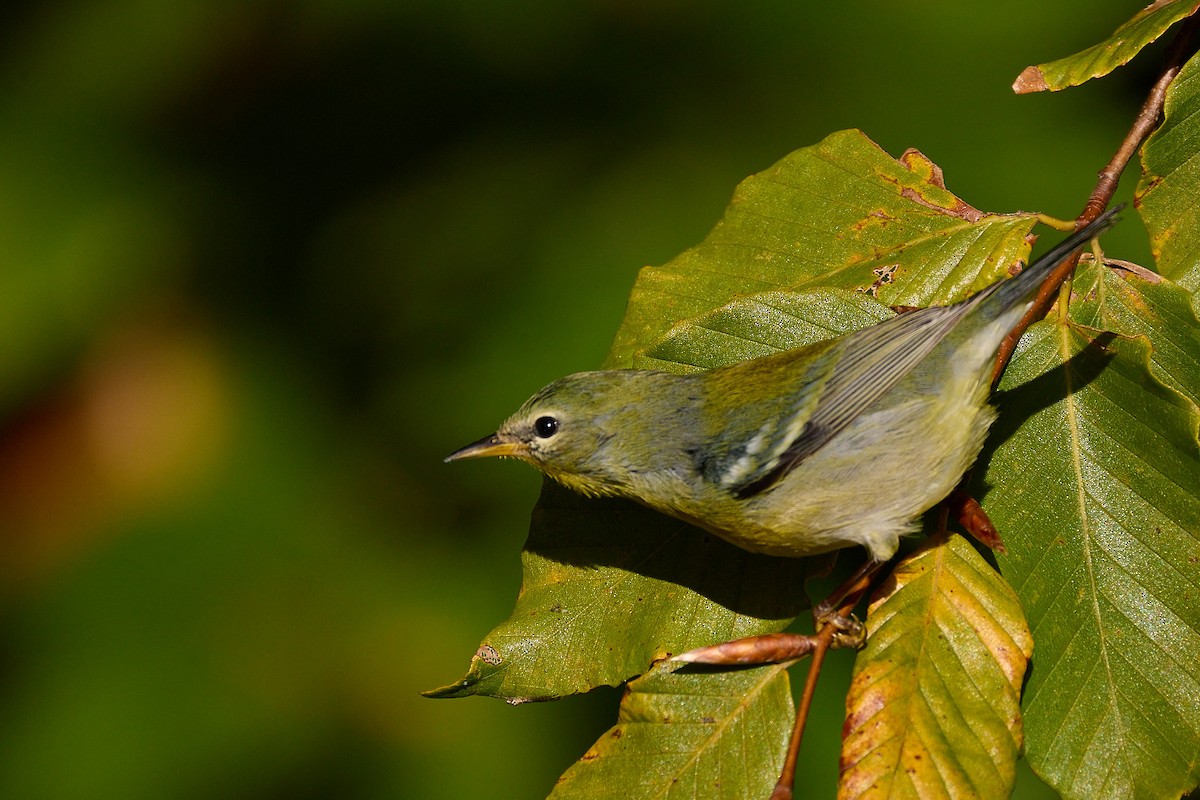 Northern Parula - ML625338798