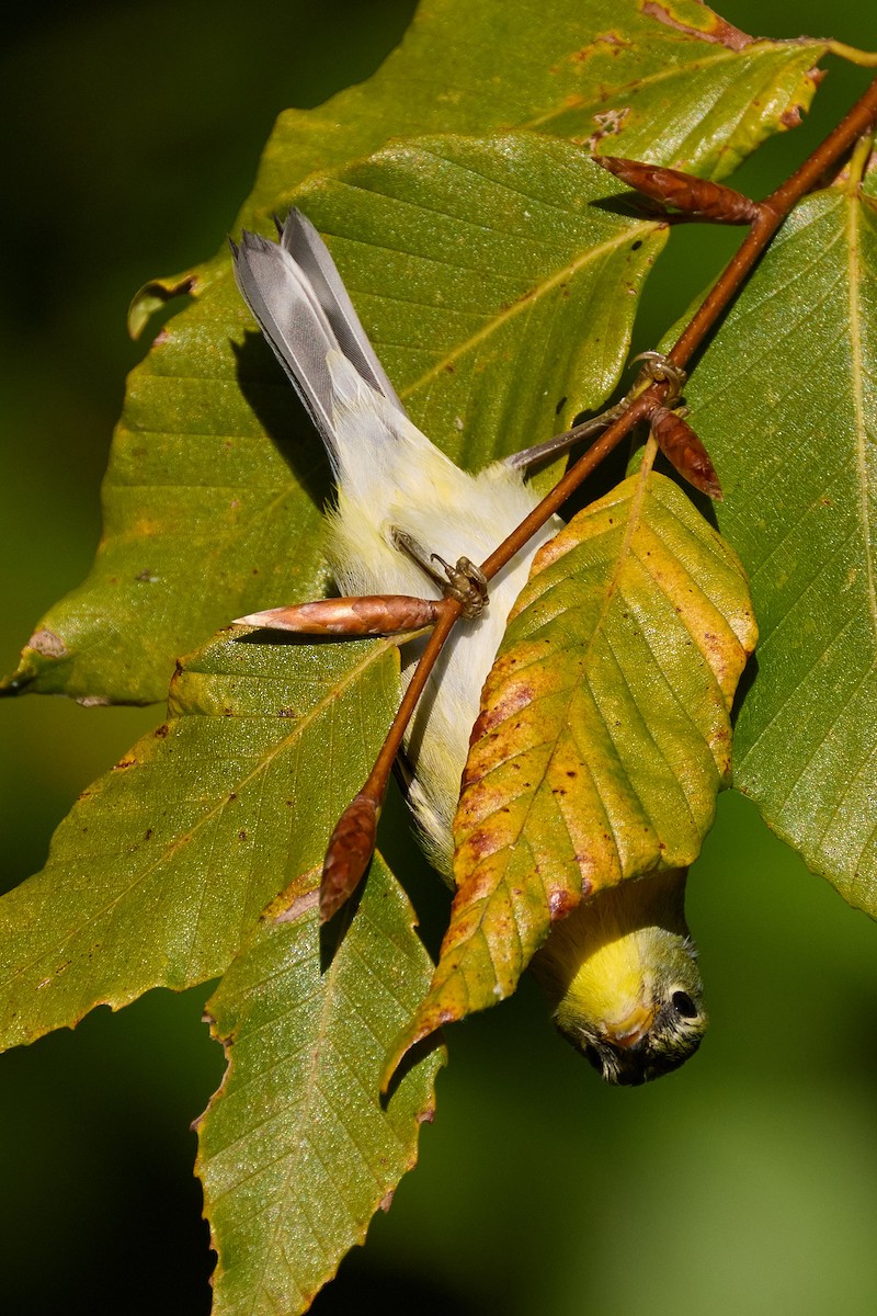 Northern Parula - ML625338799