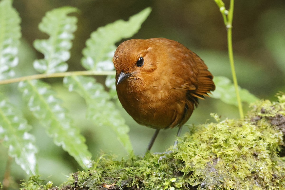 Chestnut Antpitta - ML625338883