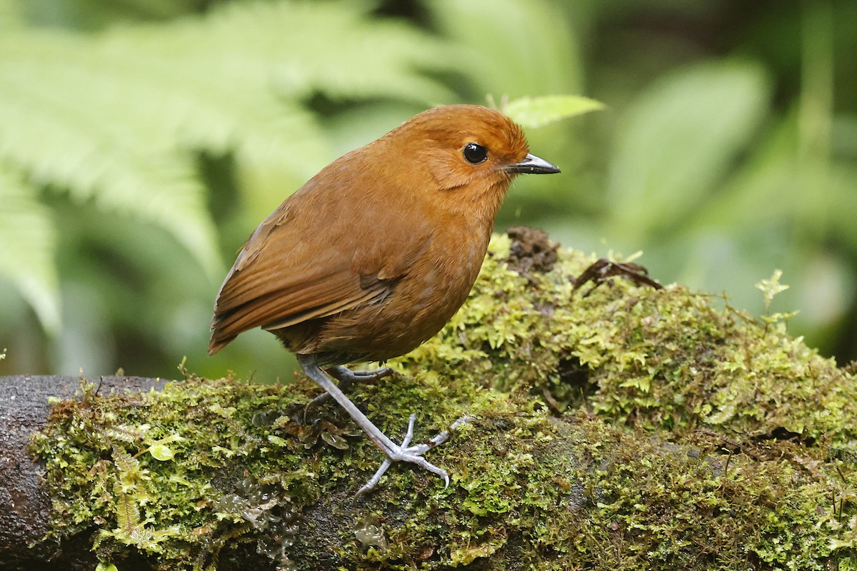 Chestnut Antpitta - ML625338884