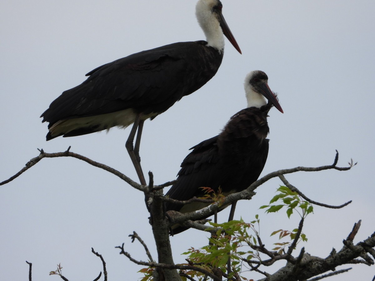 African Woolly-necked Stork - ML625338904