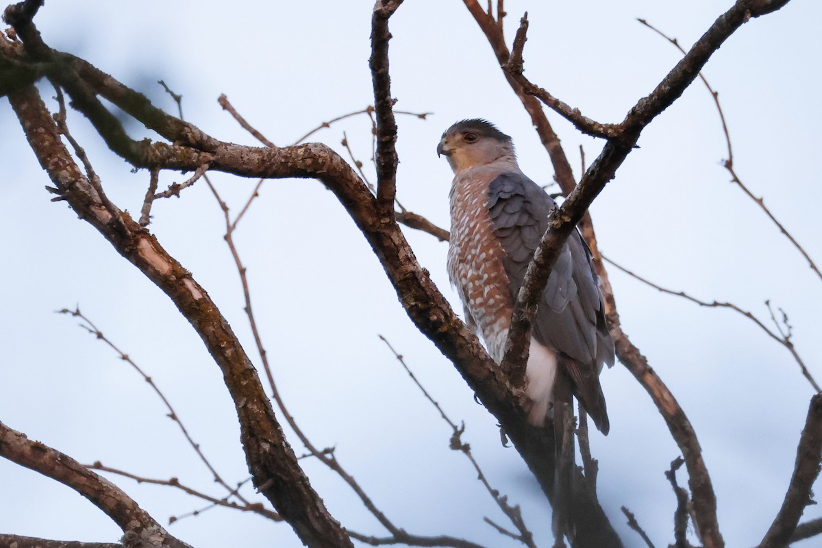 Cooper's Hawk - ML625339015