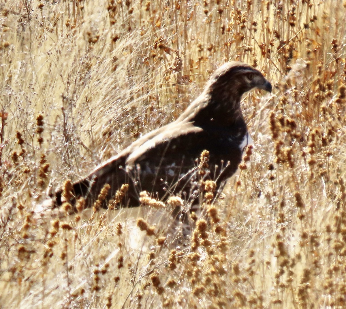 Red-tailed Hawk - ML625339023