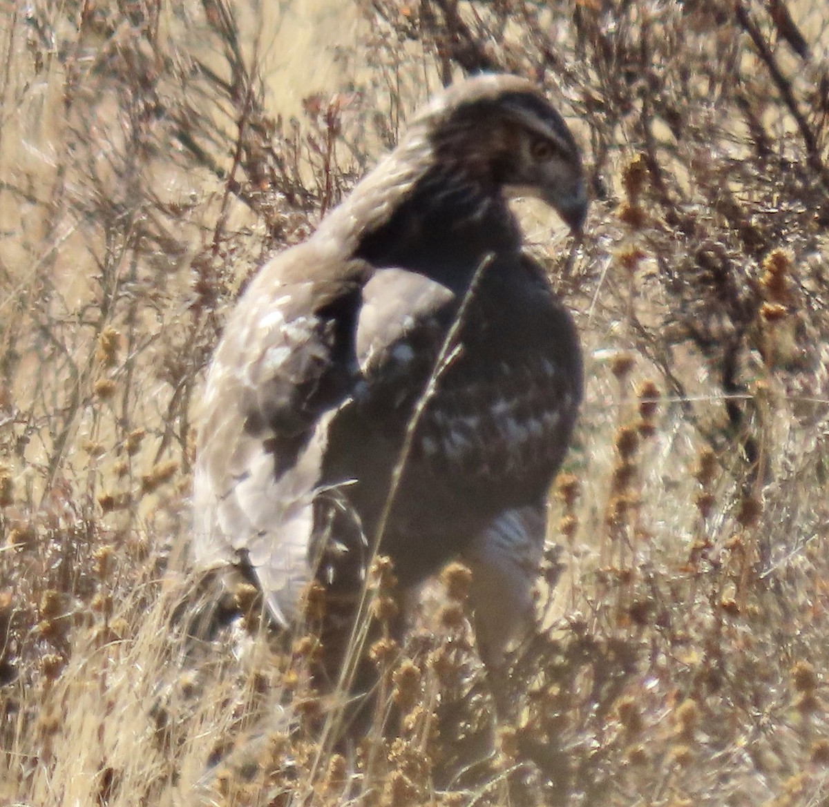 Red-tailed Hawk - ML625339024