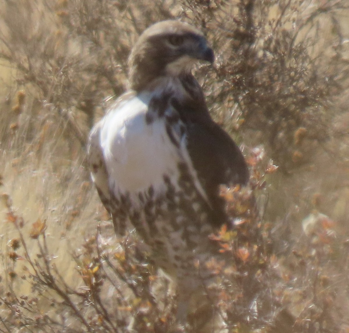 Red-tailed Hawk - ML625339025