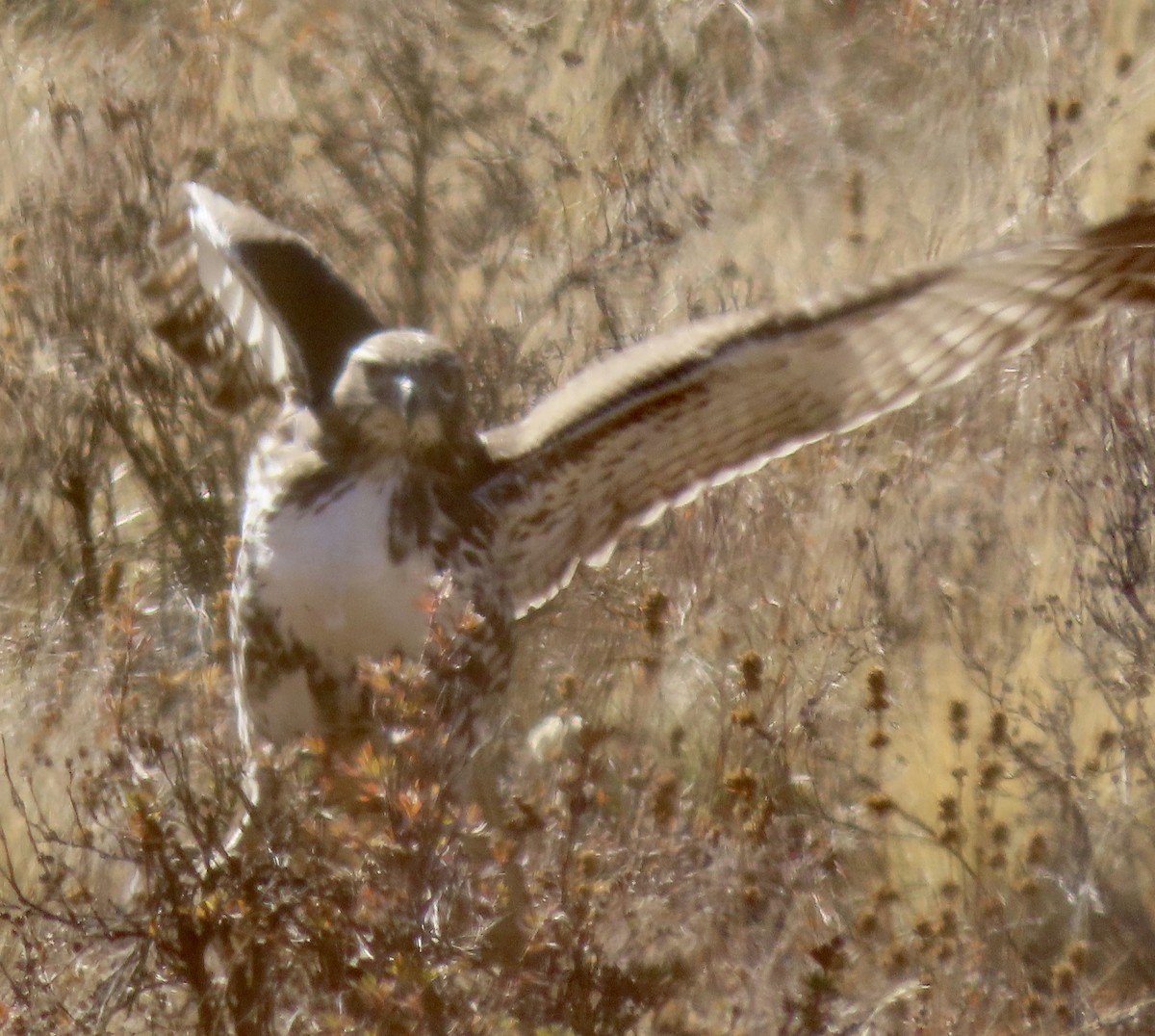 Red-tailed Hawk - ML625339026