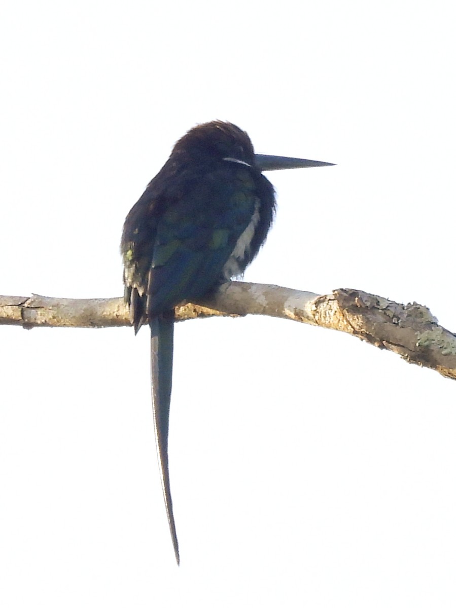 Paradise Jacamar - ML625339058