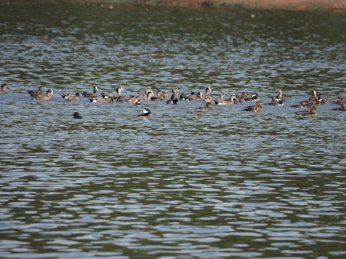 American Wigeon - ML625339269