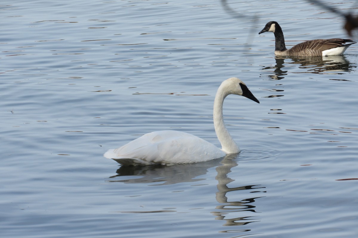 Trumpeter Swan - ML625339279