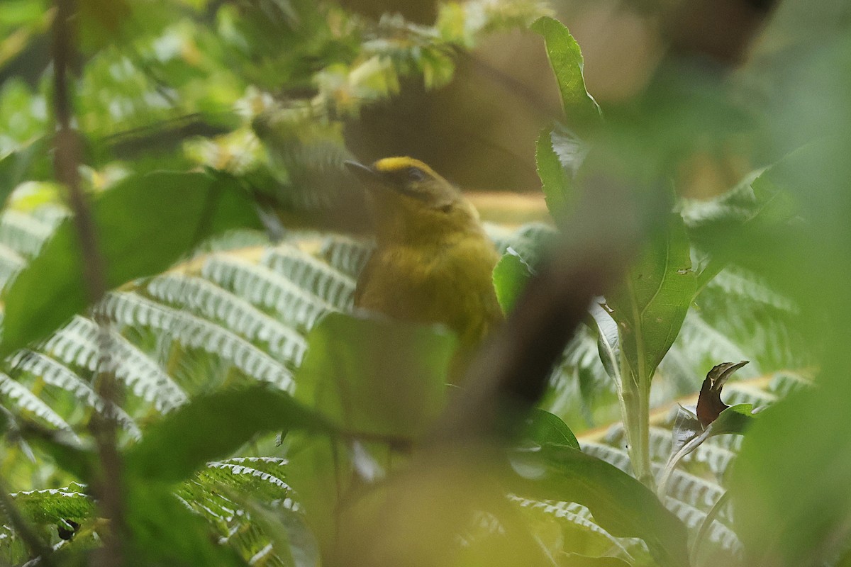 Citrine Warbler - ML625339286
