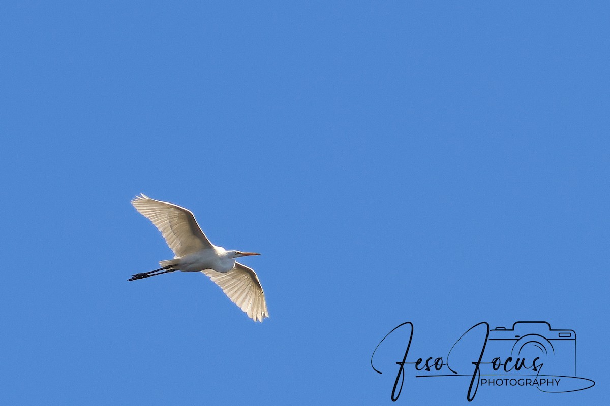 Great Egret - ML625339326