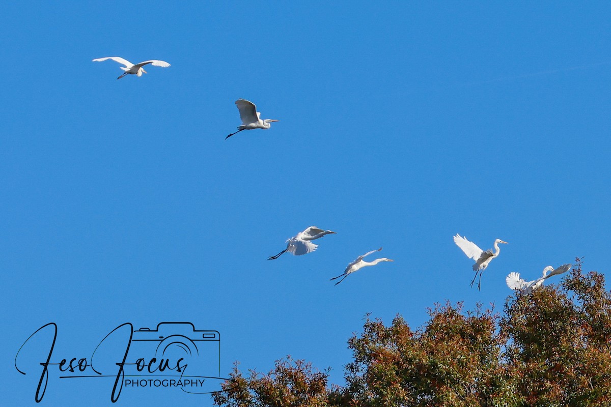 Great Egret - ML625339327