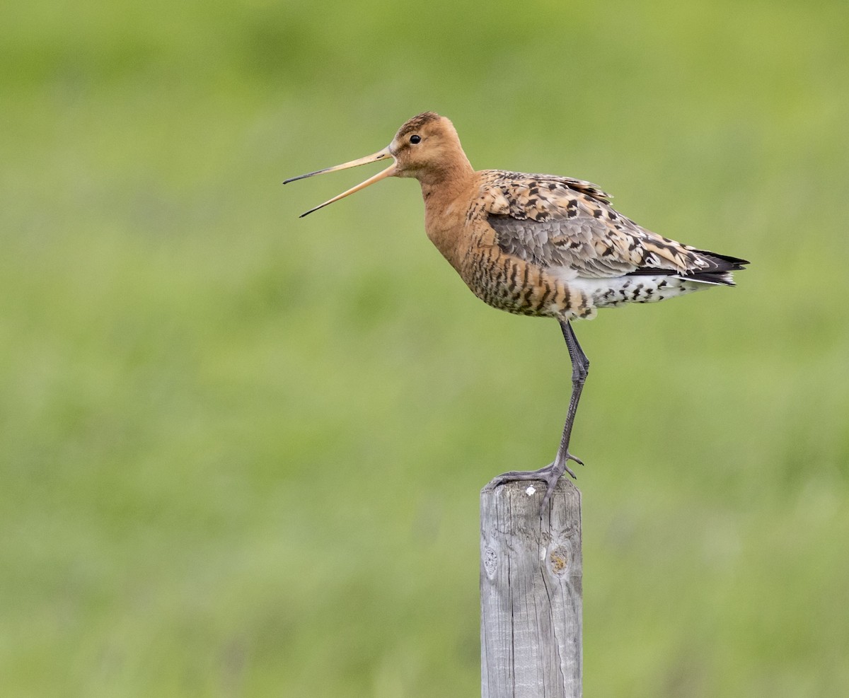 Black-tailed Godwit - ML62533941