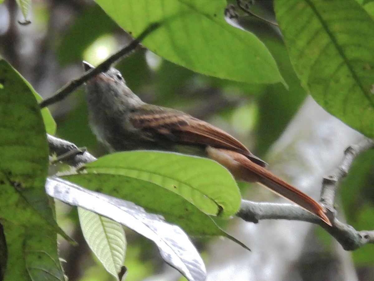 Rufous-tailed Flatbill - ML625339432