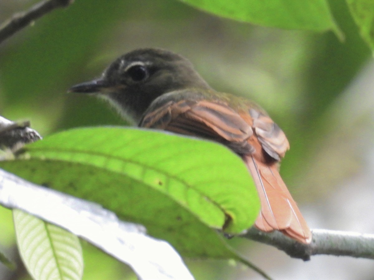 Rufous-tailed Flatbill - ML625339434